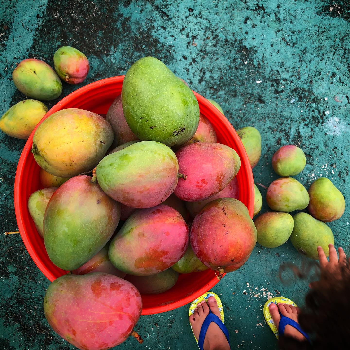 More 🥭 mangos than fingers and toes 🥰 #mangoseason #borikénabundante